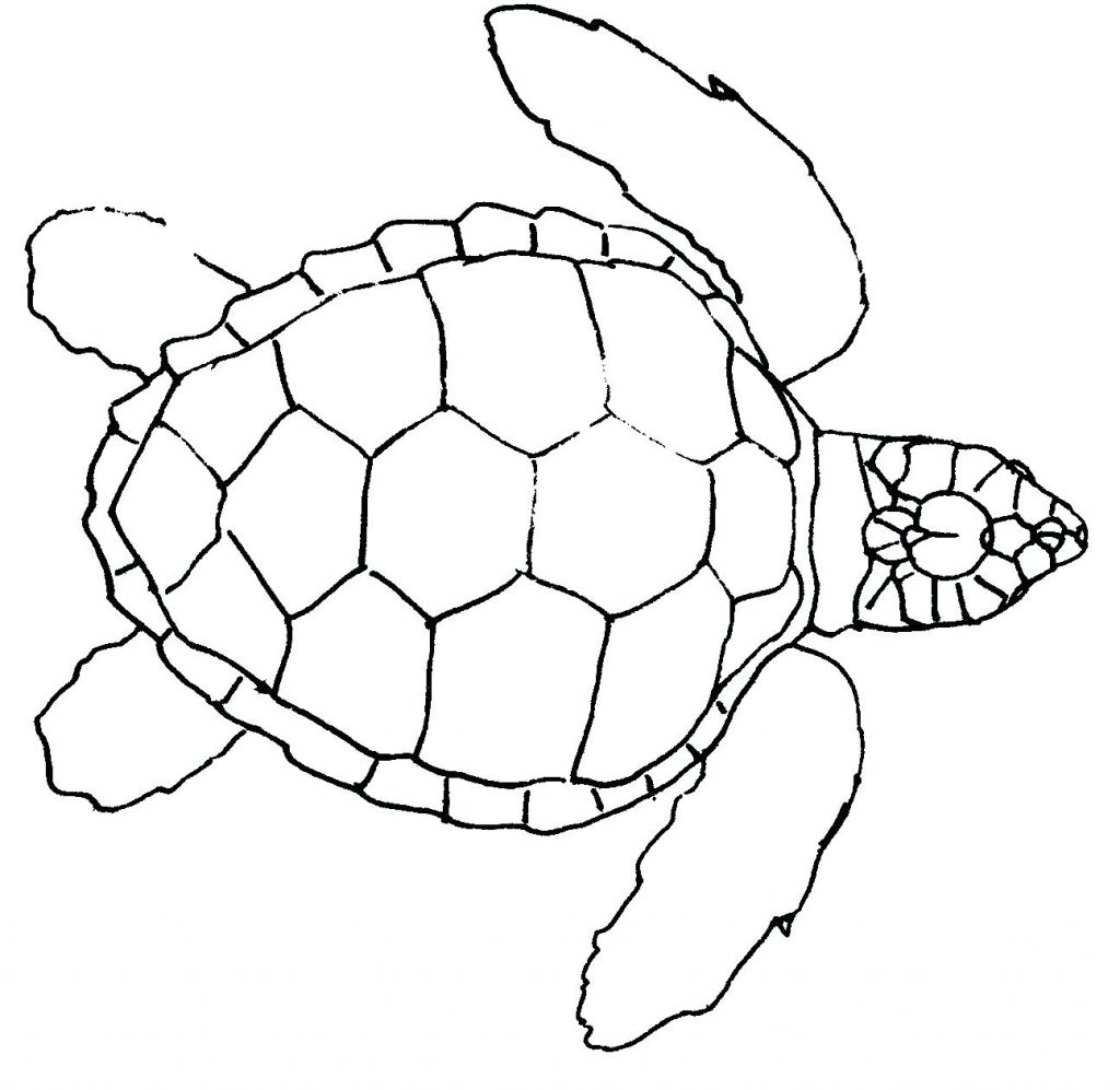 1024x997 Coloring Pages ~ Sea Turtle Coloring Page Pages For Kids Green