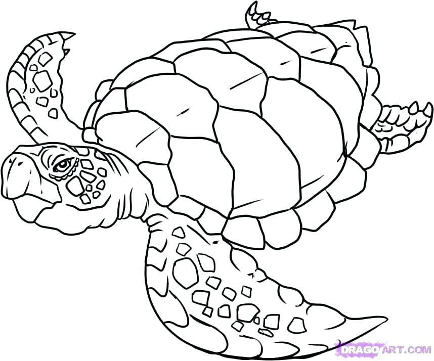 858x714 Coloring Pages Turtles Coloring Pages Of Sea Turtles Free Sea