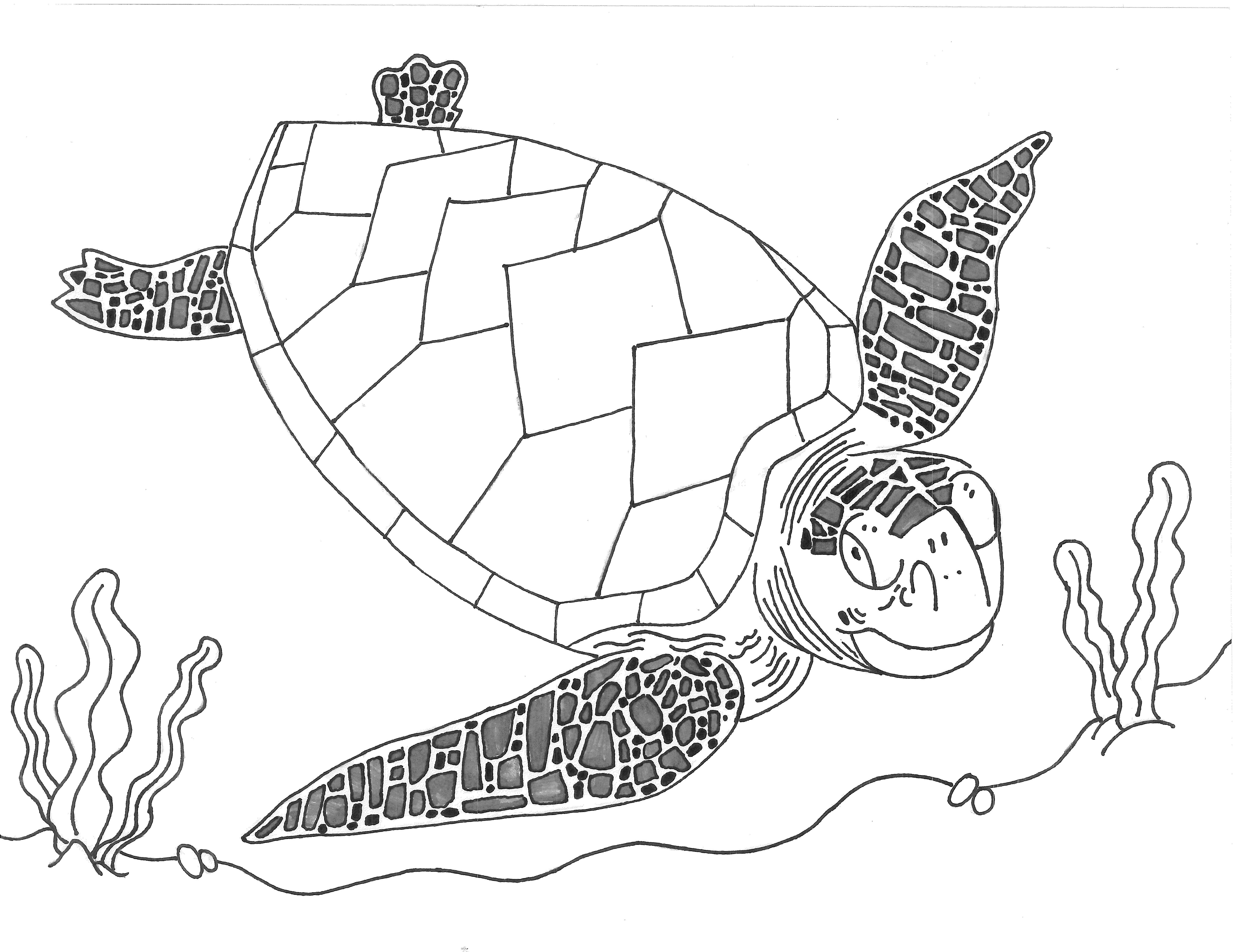 6600x5100 Facts Amp Discovery Sea Turtle Exploration