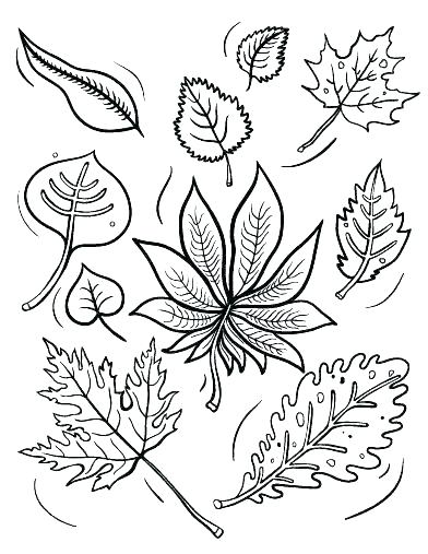 Leaves Coloring Pages To Print