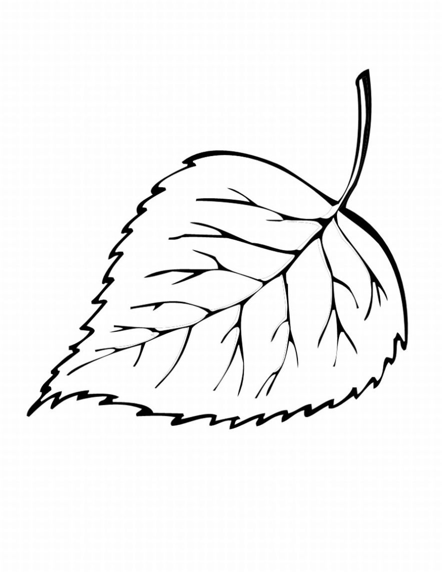 884x1143 Free Printable Leaf Coloring Pages For Kids