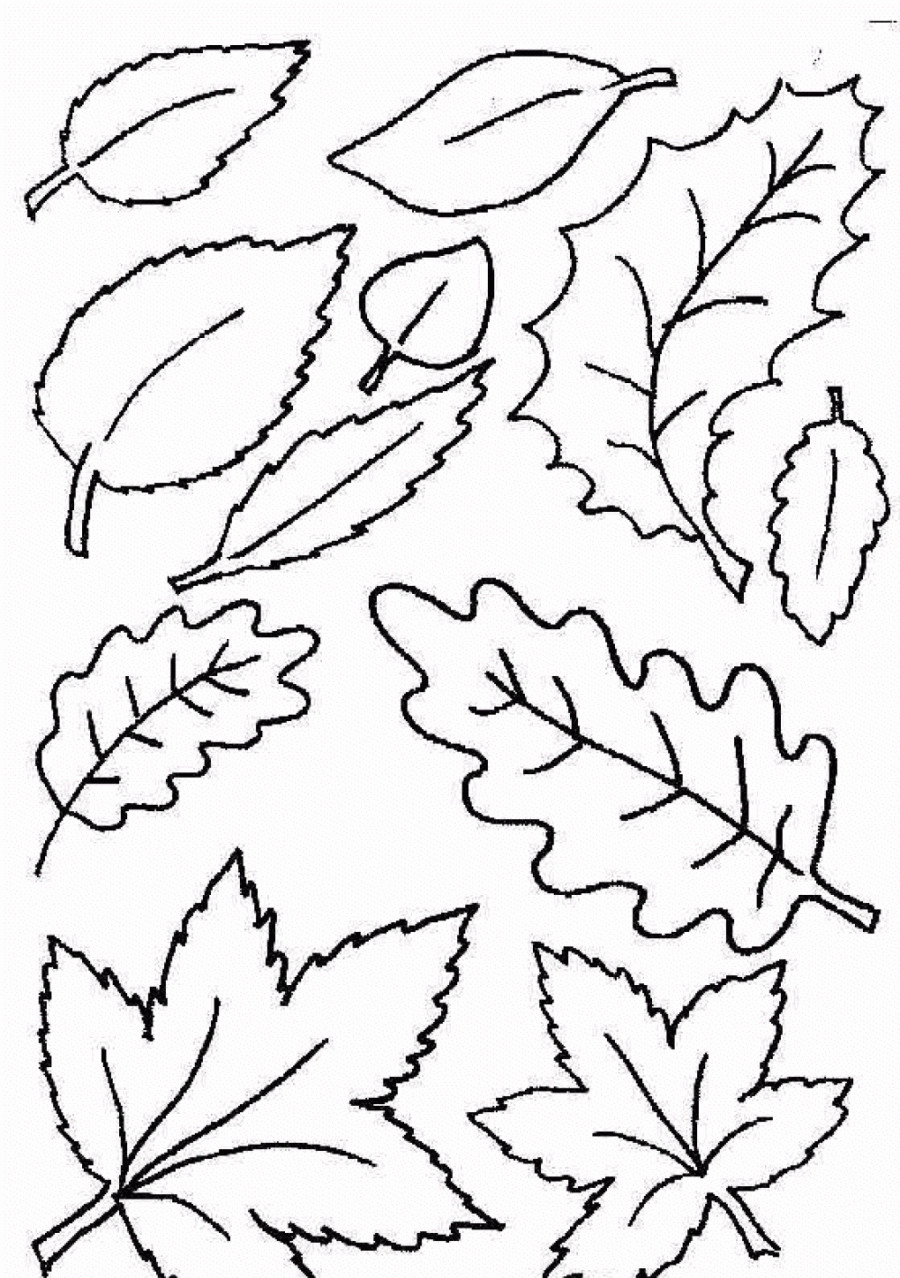 900x1278 Fall Leaves Coloring Pages Printable Acpra Leaves Coloring Pages