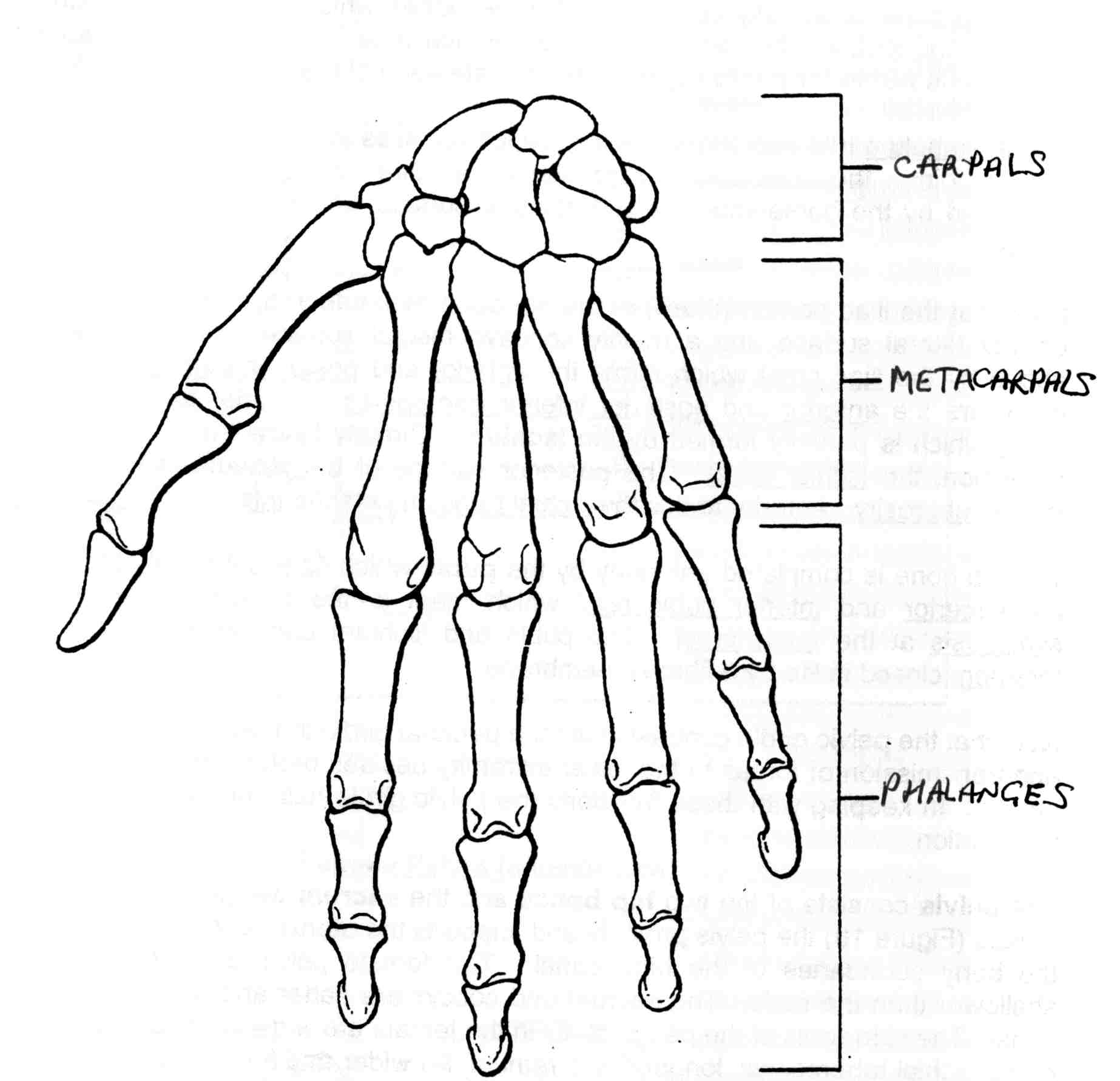 1846x1782 Right Hand Coloring Pages