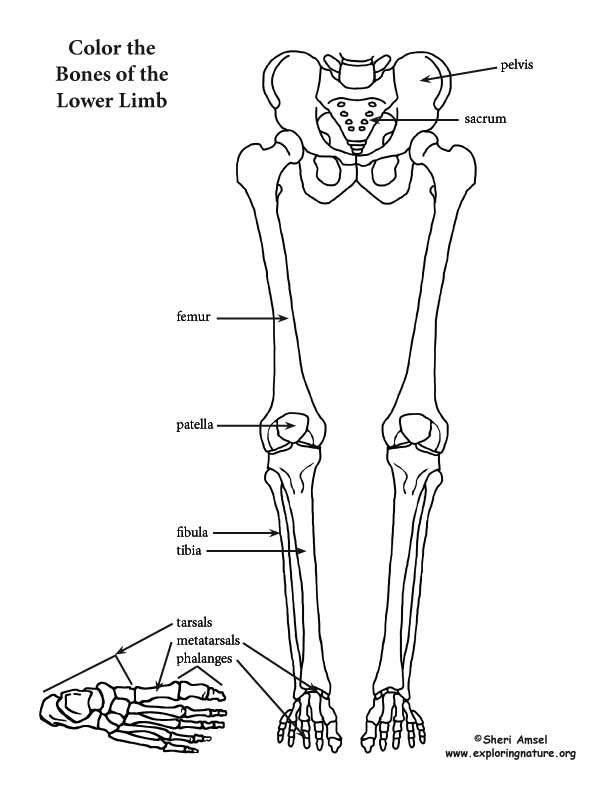 612x792 Lower Limb (Thigh, Leg And Foot) Coloring Page