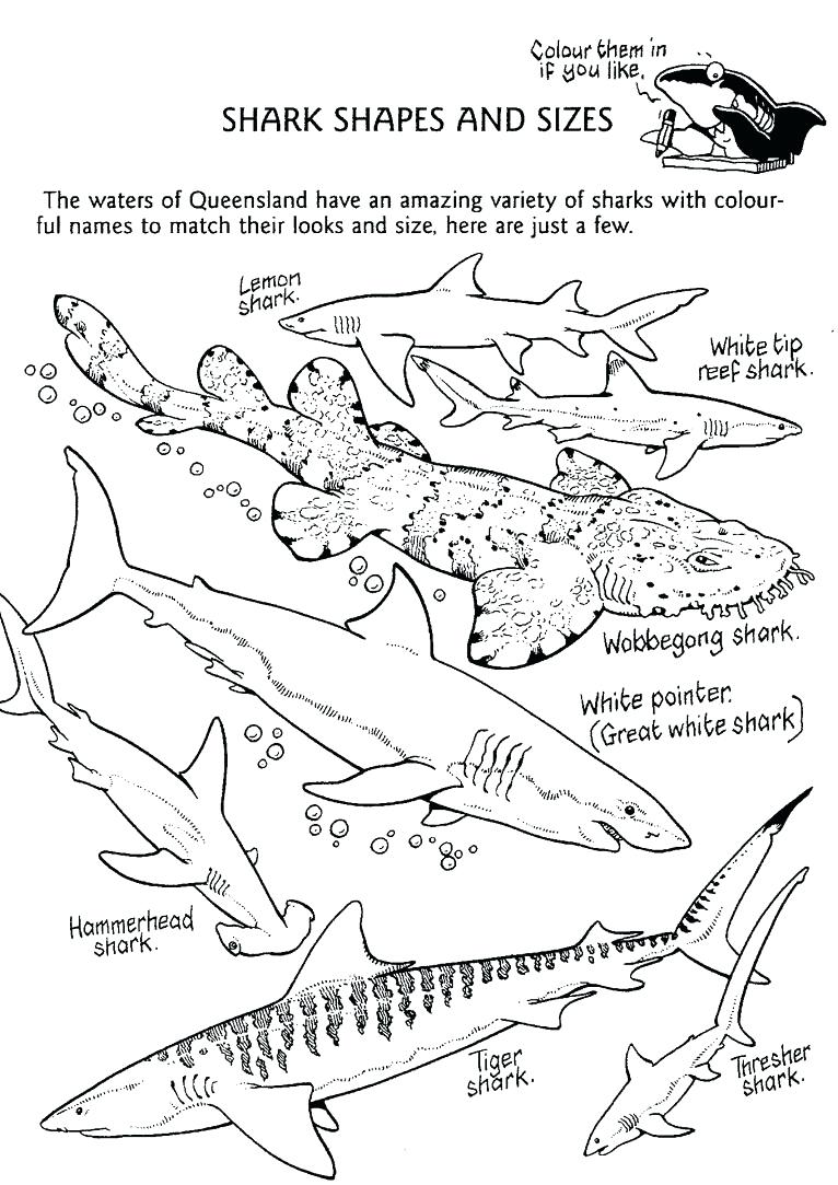 766x1083 Tiger Shark Coloring Pages Sheet Arilitv Tiger Shark Coloring