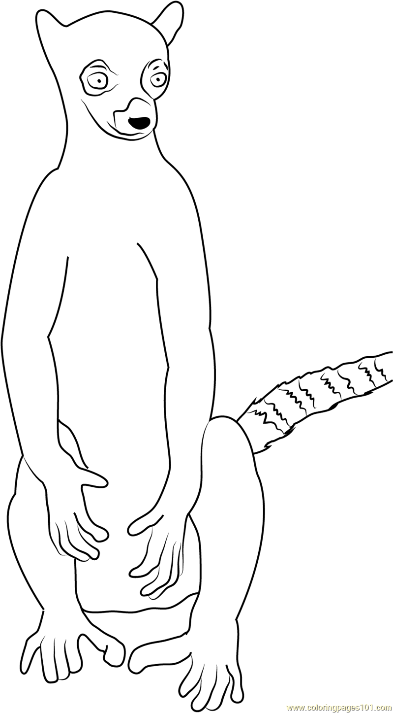 799x1447 La Ring Tailed Lemur Coloring Page