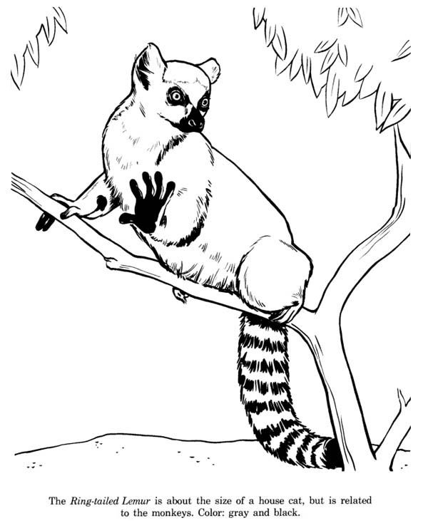 600x734 Cat Sized Ring Tailed Lemur Coloring Page Color Luna