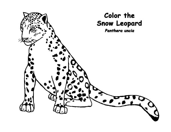 600x464 Snow Leopard Coloring Pages Batch Coloring