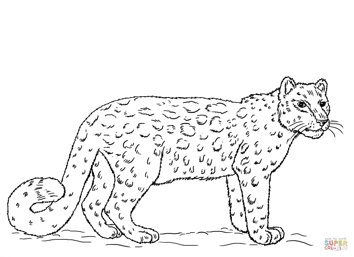 1186x862 Snow Leopards Coloring Pages Free Coloring For Kids 2018
