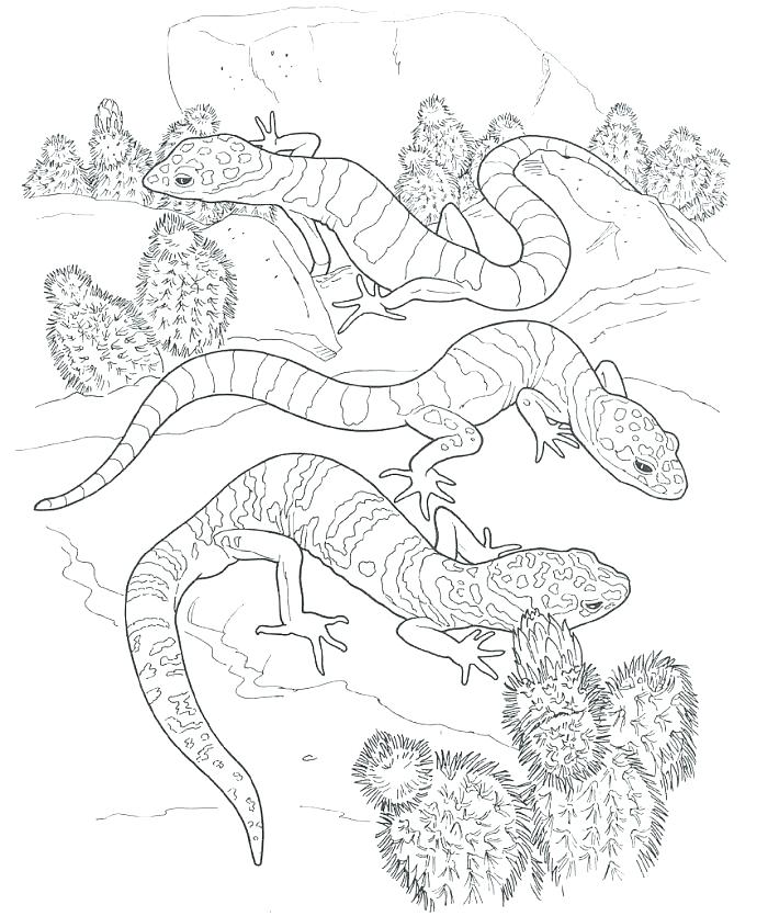 700x835 Gecko Coloring Pages Gecko Coloring Page Banded Gecko Coloring
