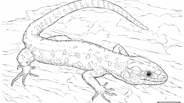 585x329 Leopard Gecko Coloring Pages Page Free Printable