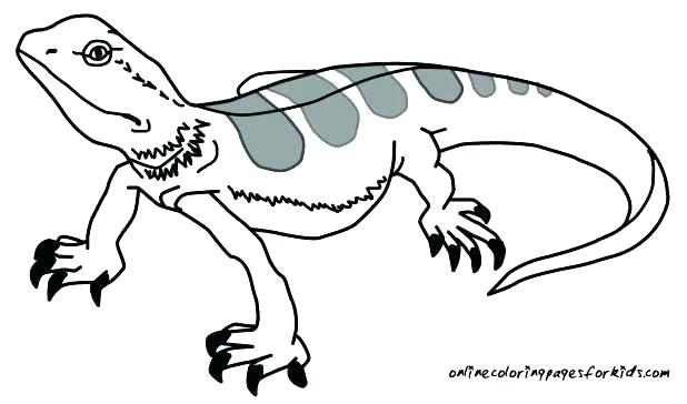 618x364 Lizard Coloring Pages Lizard Coloring Pages Lizards Coloring Pages