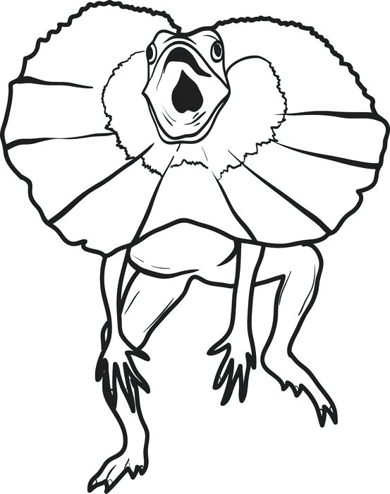 553x700 Gecko Coloring Pages