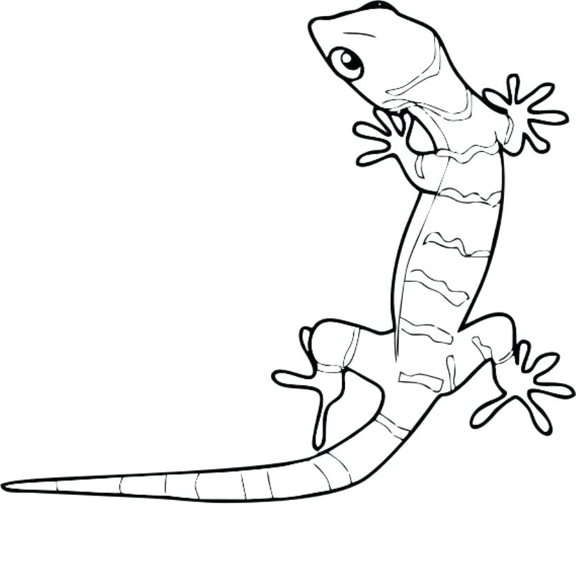825x821 Gecko Coloring Page Fancy Gecko Coloring Pages For Your Download