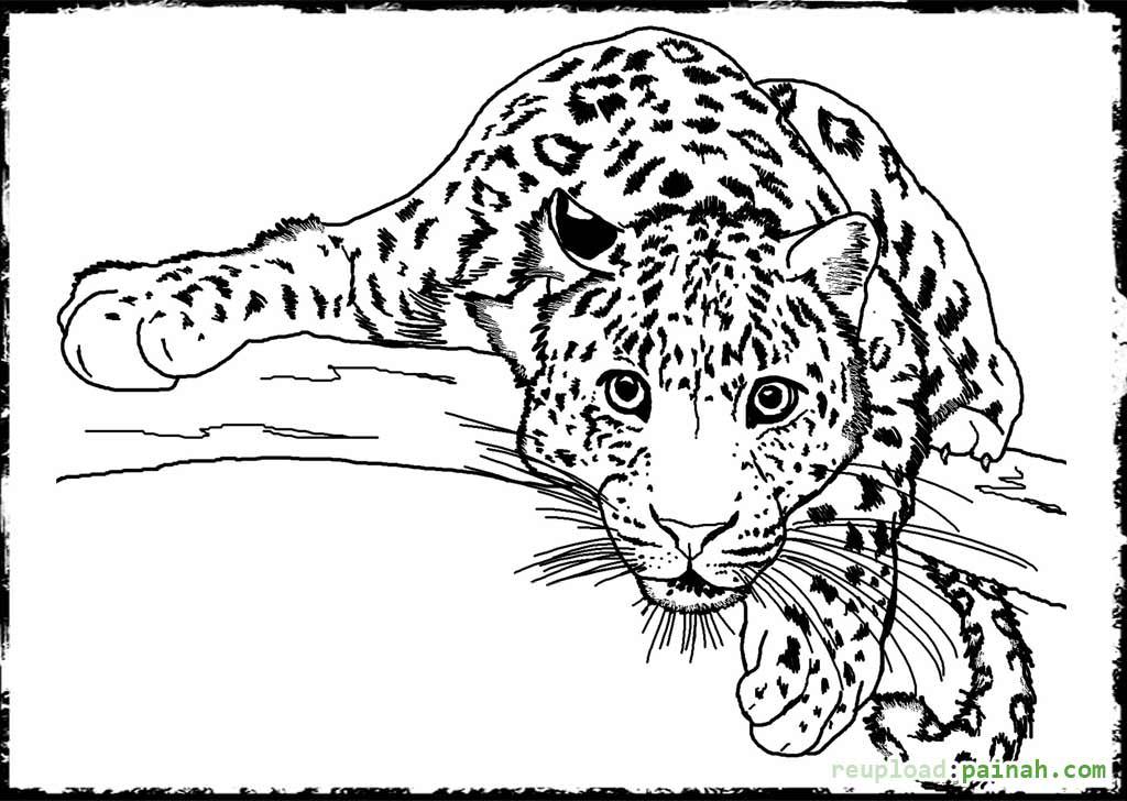1024x728 Leopard Print Coloring Pages