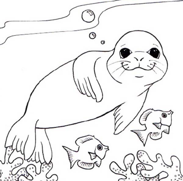 Leopard Seal Coloring Pages