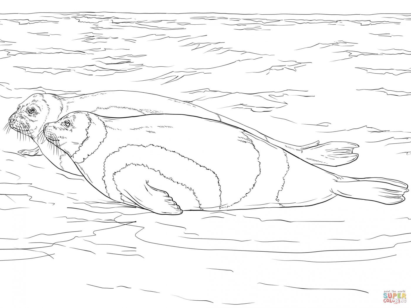 1400x1050 Hawaiian Monk Seal Coloring Page Free Printable Ribbon Seals