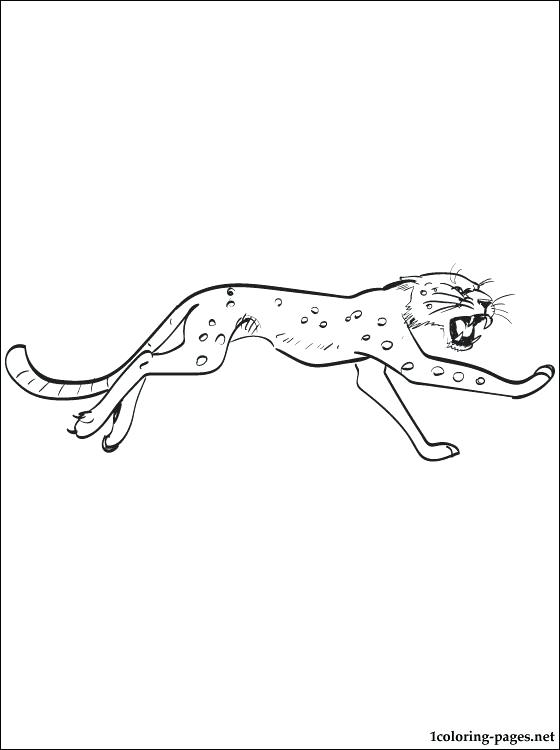 560x750 Leopard Coloring Pages Leopard Coloring And Printable Page Leopard