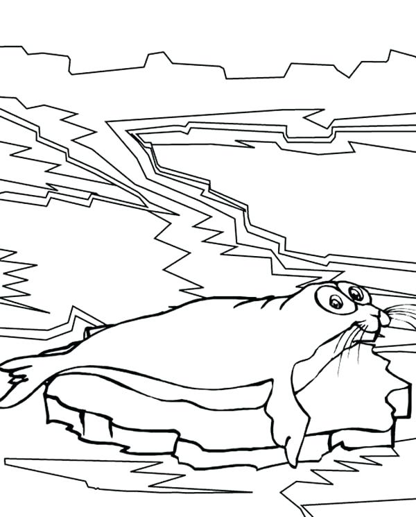 600x745 Leopard Seal Coloring Pages Big Eyed Seal Coloring Page Coloring