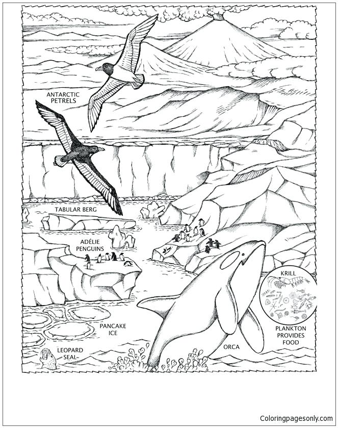 663x839 Leopard Seal Coloring Pages Coloring Pages 9 Free Printable
