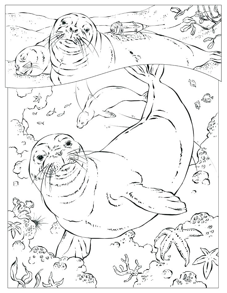 736x952 Seal Coloring Page Leopard Seal Coloring Pages Funny Seal Coloring