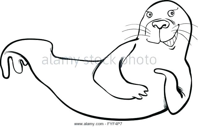 640x410 Seal Coloring Pages Baby Harp Seal And His Mother Coloring Page