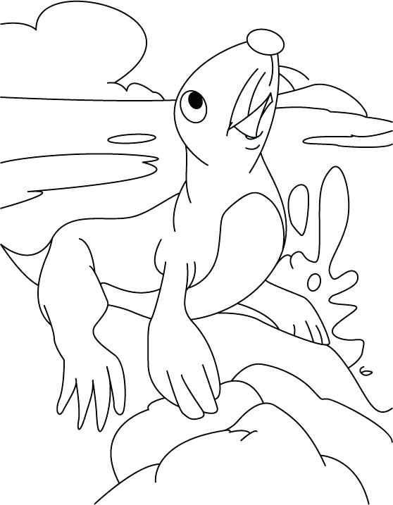 558x717 Seal Coloring Pages Leopard Seal Coloring Pages Cute Baby Seal