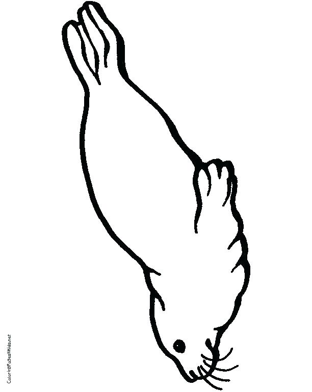 612x769 Seal Coloring Pages Seal Coloring Pages Seal Coloring Pages