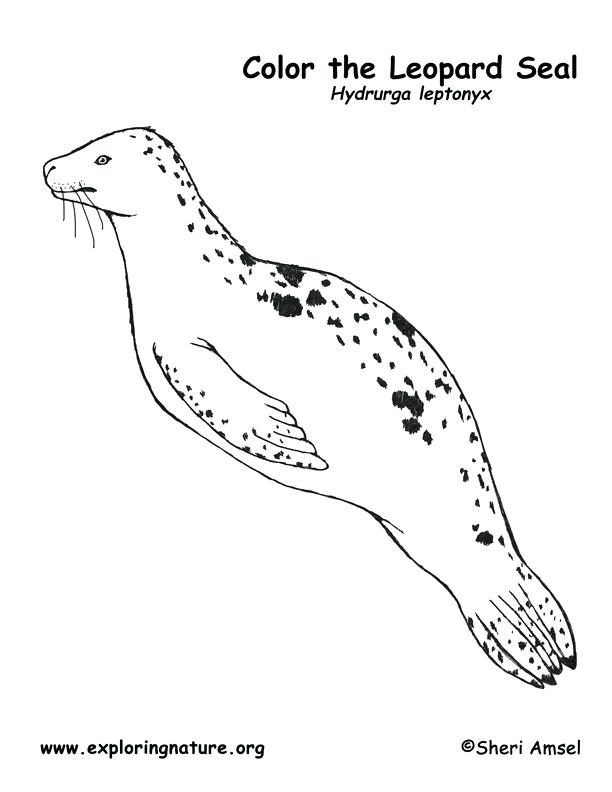 612x792 Leopard Pictures To Color