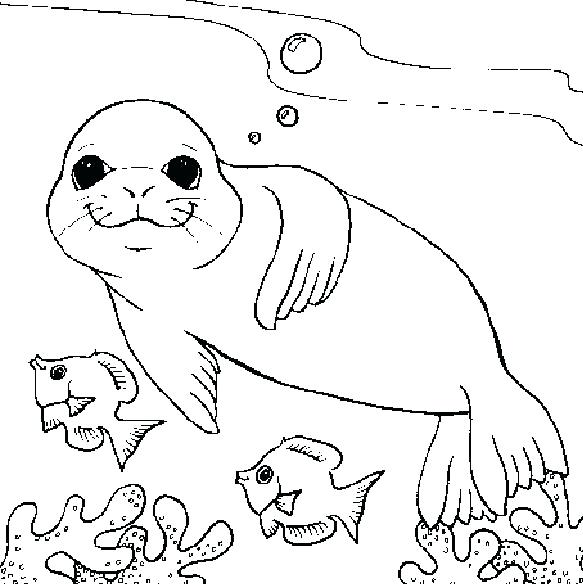 583x584 Seals Coloring Pages Impair.co