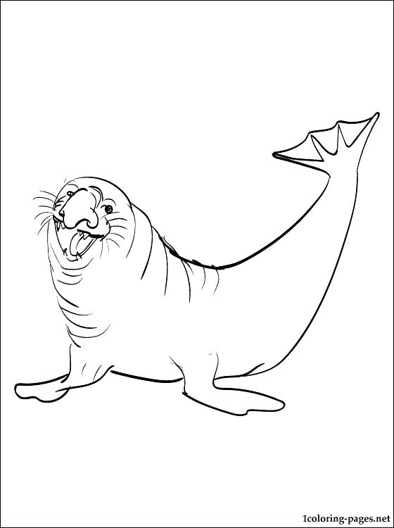 560x750 Baby Seal Coloring Pages Leopard Seal Coloring Pages Seal Coloring