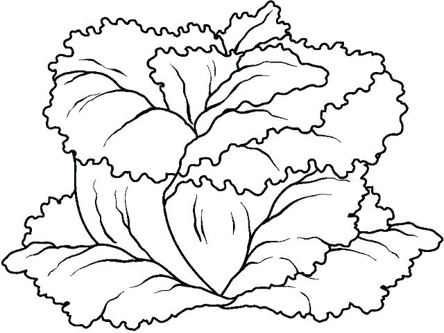 640x481 Lettuce Coloring Page Lettuce Coloring Page Lettuce Coloring Page