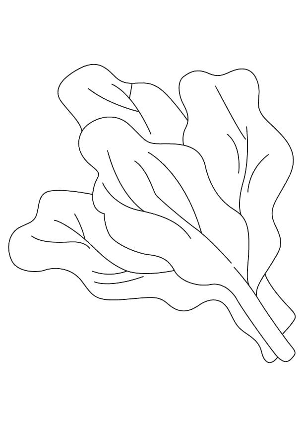 613x860 Lettuce Coloring Page Romaine Lettuce Coloring Page Coloring