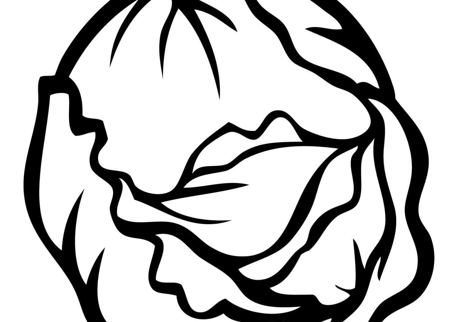 1500x1050 Stunning Lettuce Cabbage Coloring Page In Picture Vegetable Pics