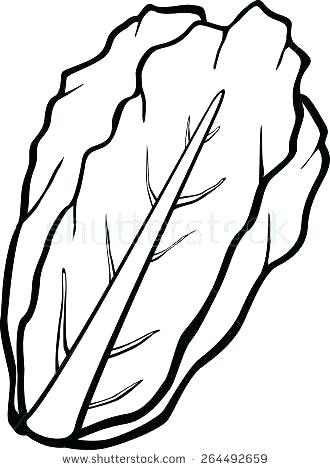 330x470 Lettuce Coloring Page