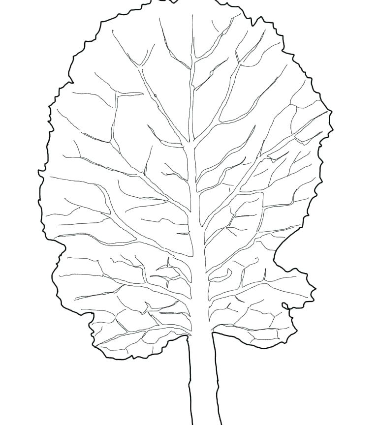 768x864 Lettuce Coloring Page Shippa.co