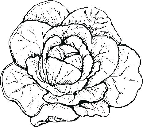 466x415 Lettuce Coloring Page