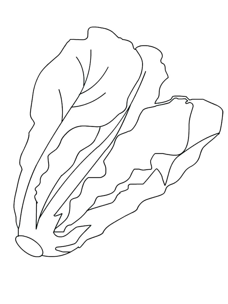 750x1000 Leaf Coloring Lettuce Coloring Page Vegetables Lettuce Coloring