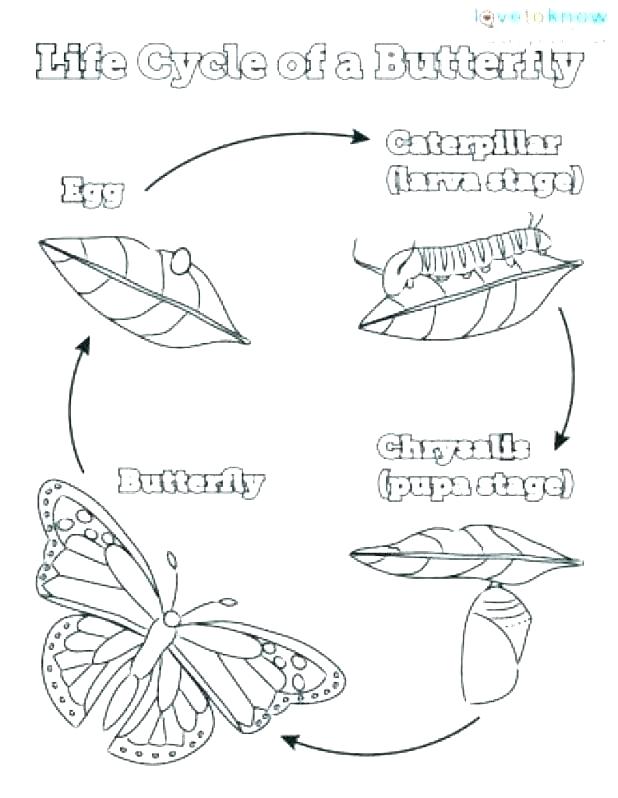 618x798 Butterfly Life Cycle Coloring Pages Butterfly Life Cycle Colouring