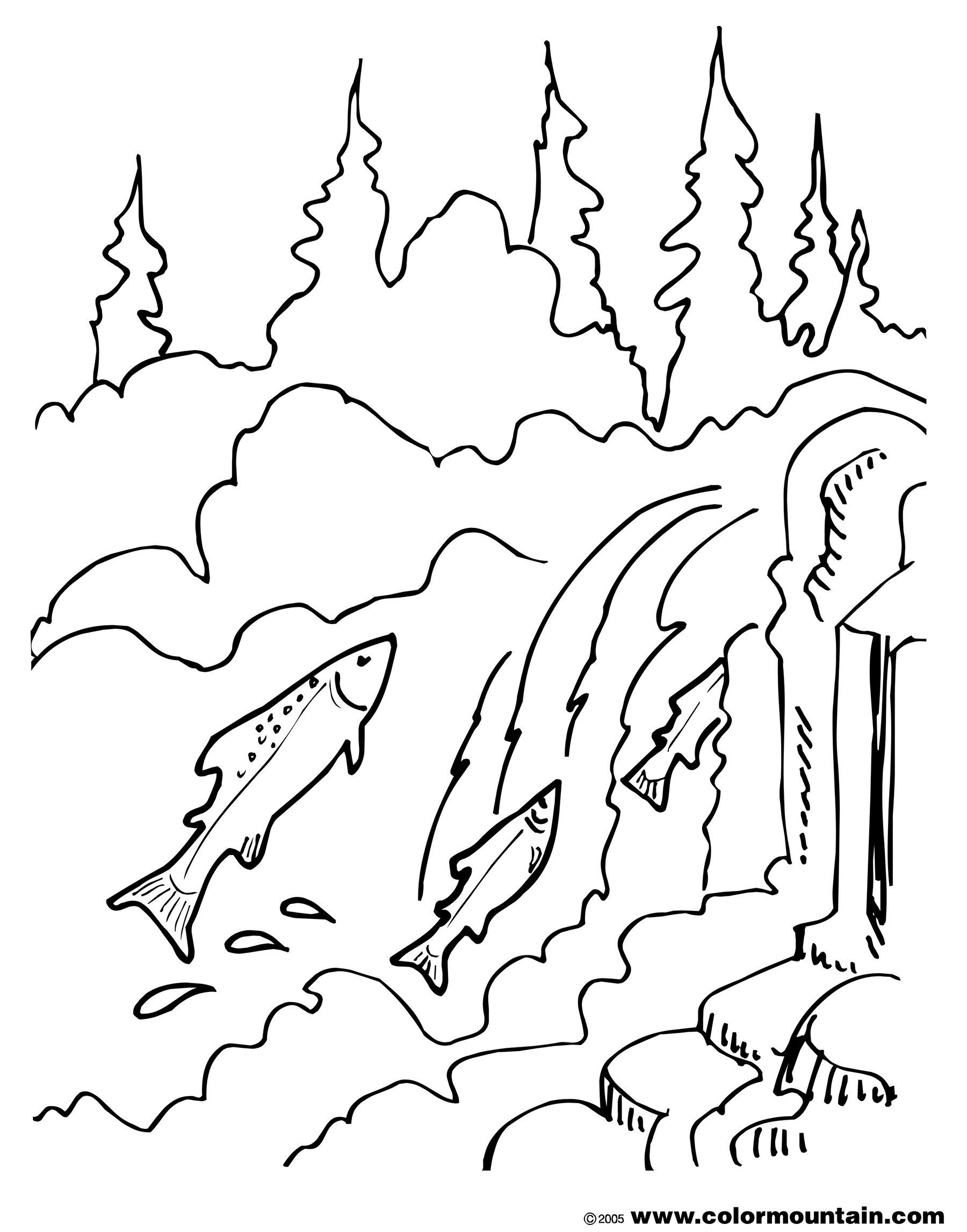 1800x2294 Expert Chinook Salmon Coloring Page Life Cycle Of A Free Printable