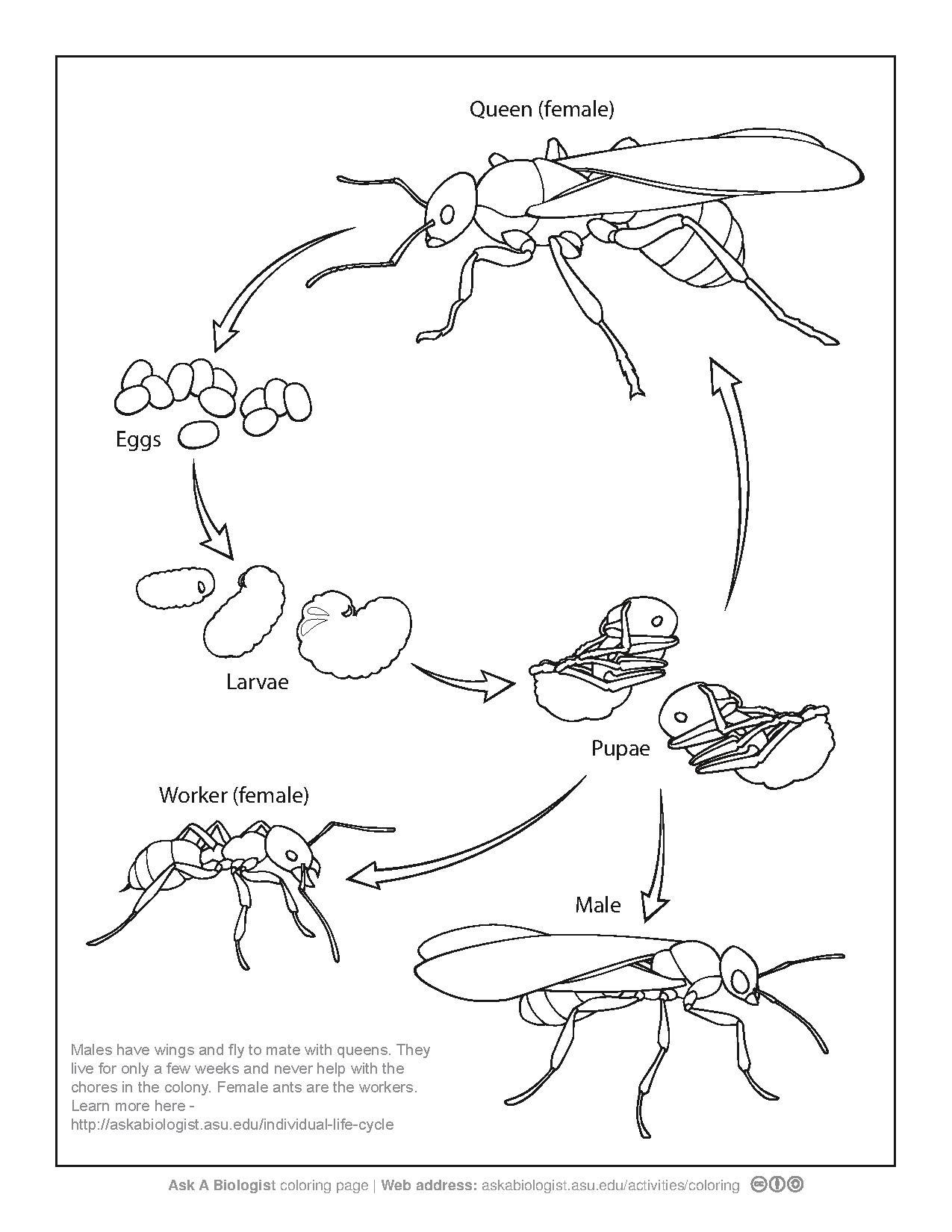 1275x1650 Fileant Life Cycle Coloring Page.pdf