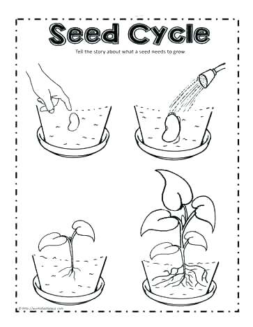 363x470 Frog Life Cycle Coloring Page Plant Life Cycle Coloring Page Plant