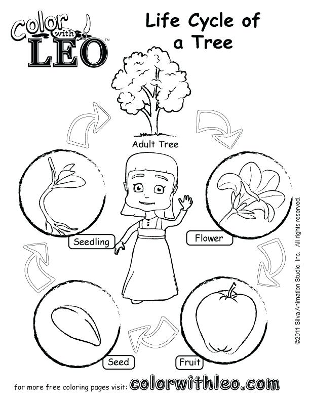 612x792 Plant Life Cycle Coloring Pages Free Coloring Free Coloring Pages