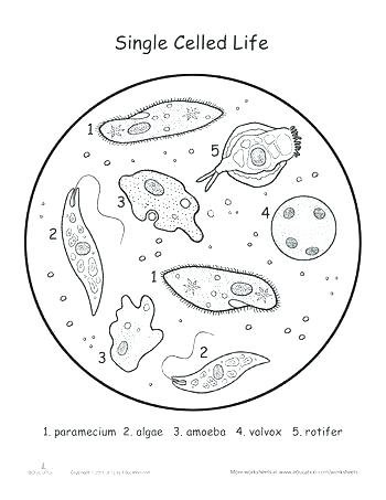 350x453 Photosynthesis Coloring Page Photosynthesis Coloring Page