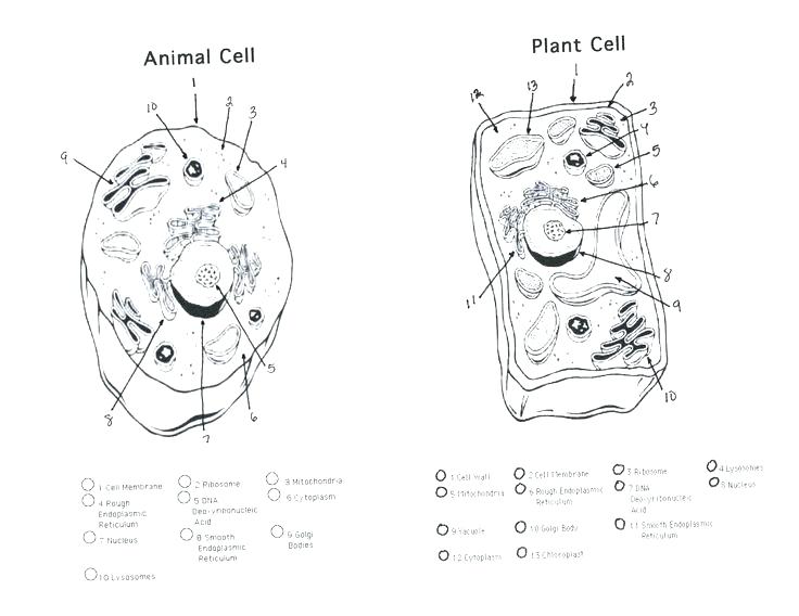 736x568 Life Science Coloring Pages Biology Coloring Pages Free Science