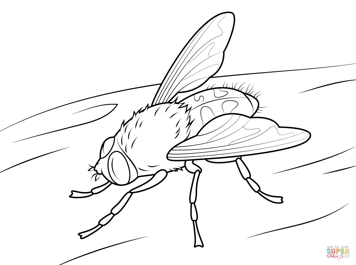 1199x894 Lightning Bug Coloring Pages Fireflies