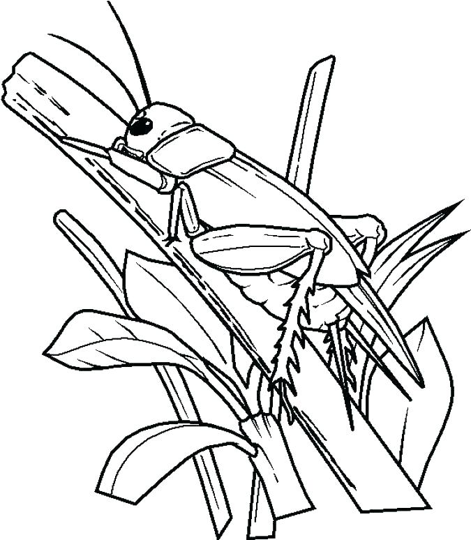 675x774 Bug Coloring Page Coloring Pages Of Bugs Bug Coloring Pages