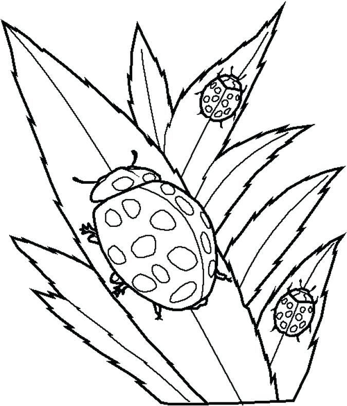 675x791 Bug Pictures To Color Coloring Realistic Bug Coloring Pages