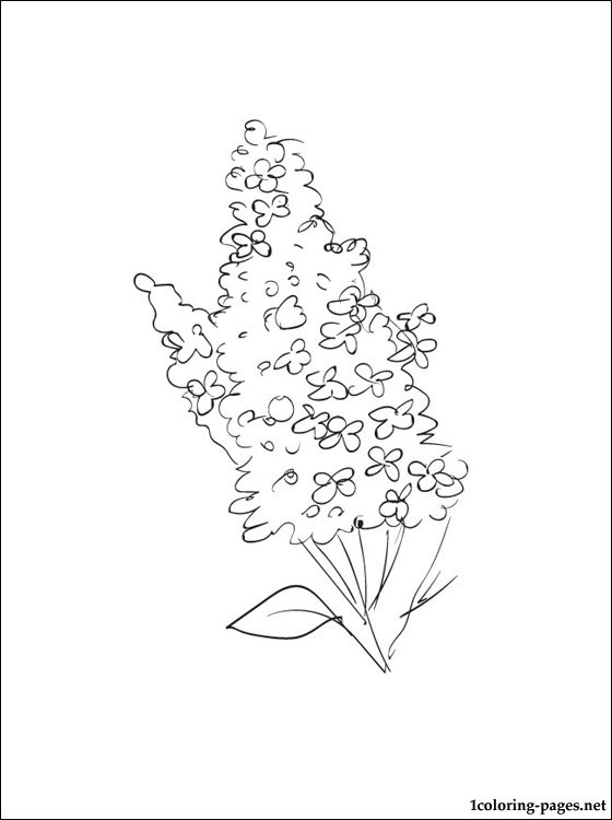 Lilac Coloring Pages