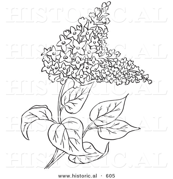 600x620 Historical Vector Illustration Of Lilac Flowers Outlined, Syringa